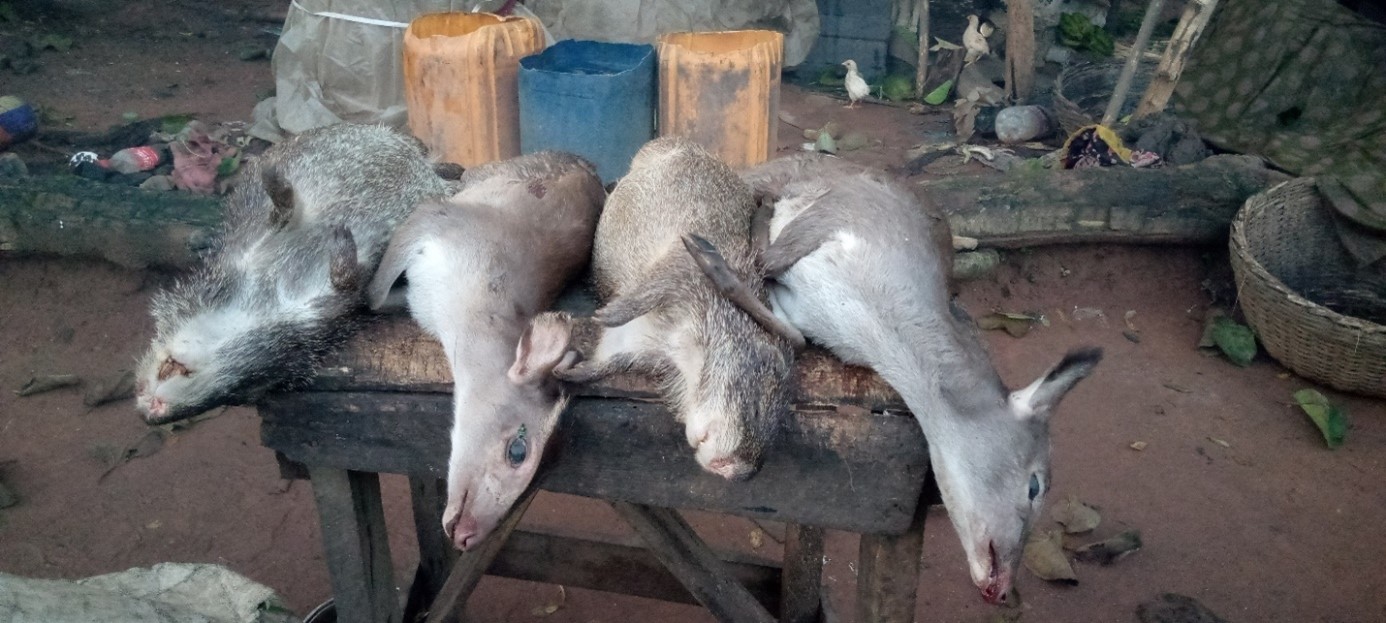 urban wildmeat